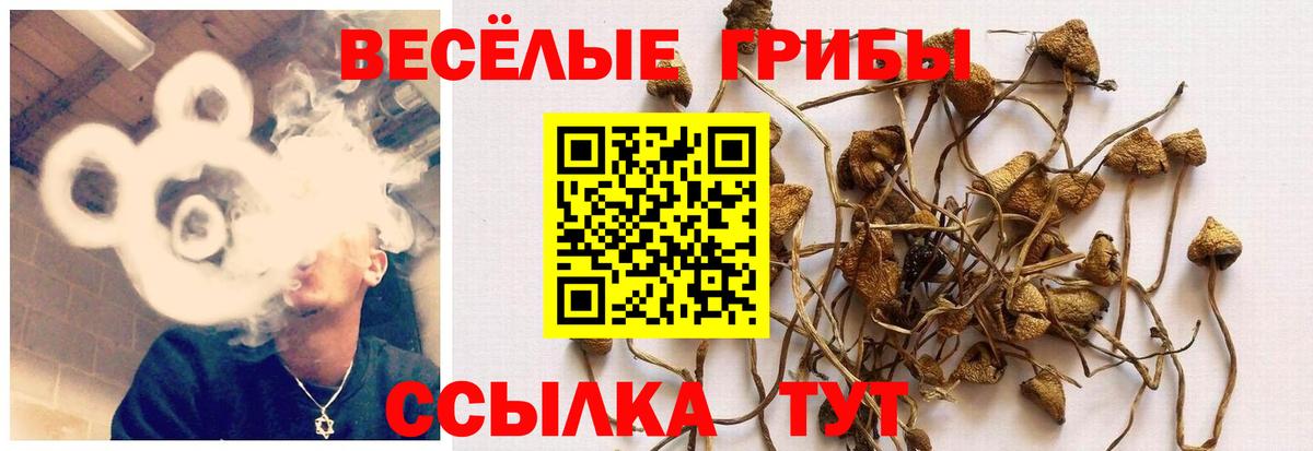 Минусинск  Псилоцибиновые грибы MAGIC MUSHROOMS  как найти закладки  Псилоцибиновые грибы Psilocybine cubensis  Вход с VPN 
